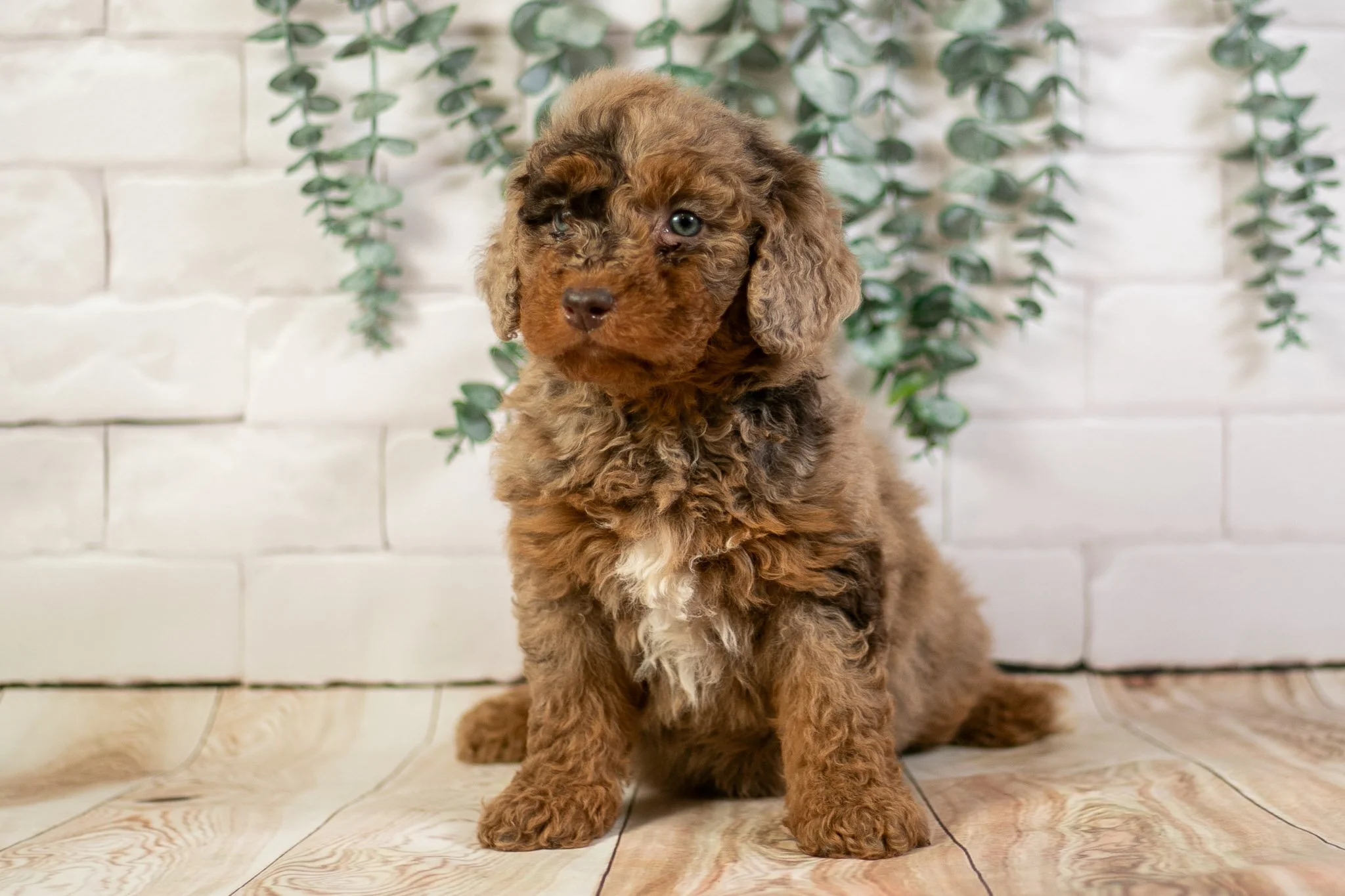 Monday - Chocolate Merle F1b Bernedoodle Male Puppy | Joley Aire